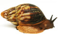 Archachatina marginata eduardi typ 1 adult